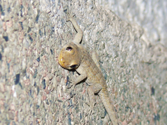Mediodactylus kotschyi