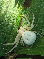 Misumena vatia