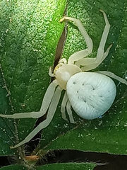 Misumena vatia