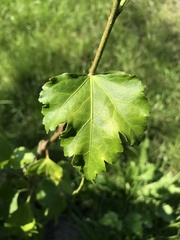 Ribes uva-crispa