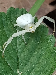 Misumena vatia