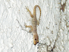 Mediodactylus kotschyi