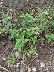 Veronica peduncularis