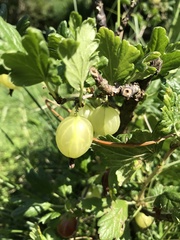 Ribes uva-crispa
