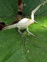Misumena vatia