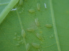 Illinoia liriodendri
