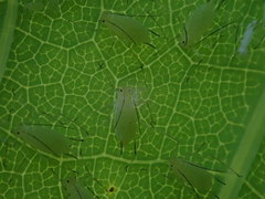 Illinoia liriodendri