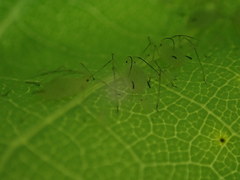 Illinoia liriodendri