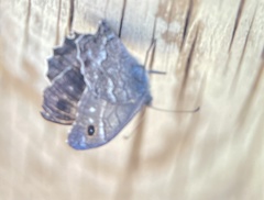 Hipparchia tamadabae