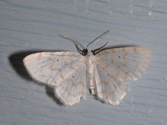 Hydrelia albifera
