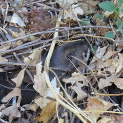 Thomomys umbrinus