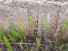 Equisetum arvense image