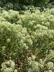Lepidium