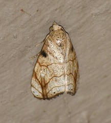 Bagisara tristicta