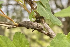 Dicerca pugionata