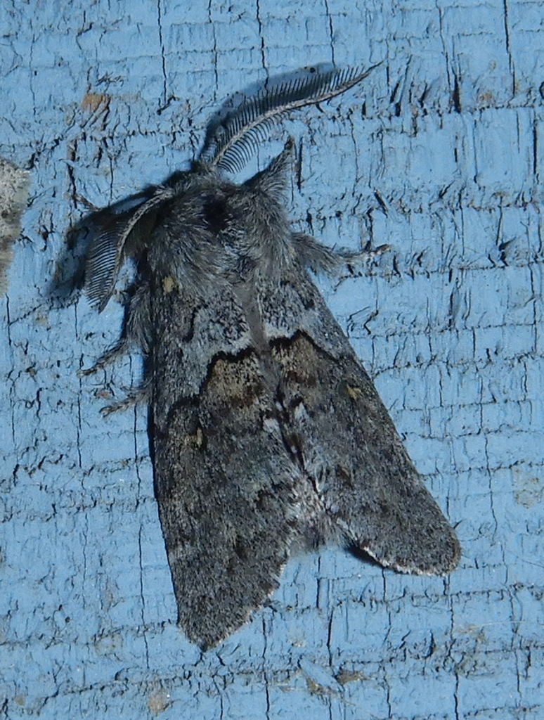 Four-spotted Gluphisia Moth