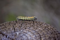 Hemileuca nevadensis