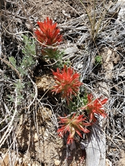 Castilleja scabrida
