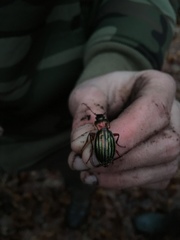 Carabus auronitens