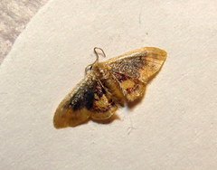 Idaea scintillularia