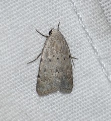 Leucocnemis perfundis