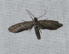 Glaucina erroraria