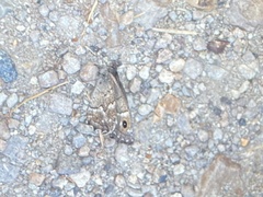 Hipparchia tamadabae