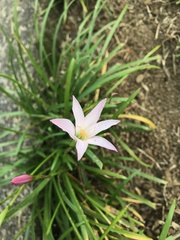 Zephyranthes × flaggii