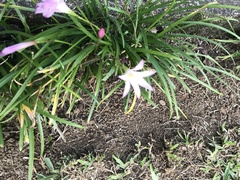 Zephyranthes × flaggii