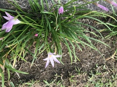 Zephyranthes × flaggii