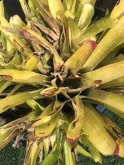 Aechmea aquilega