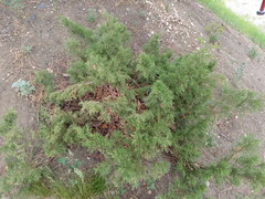 Juniperus