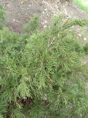 Juniperus