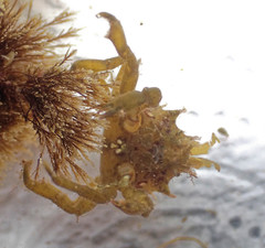 Acanthonyx lunulatus