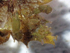 Acanthonyx lunulatus