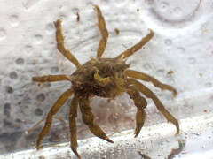 Acanthonyx lunulatus