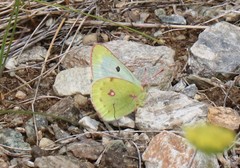 Colias phicomone