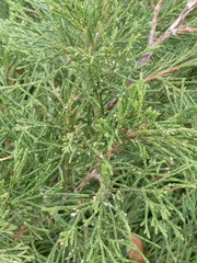 Juniperus