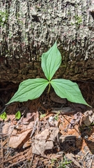 Trillium grandiflorum