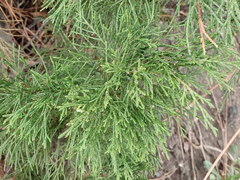 Juniperus