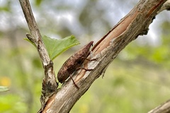 Dicerca pugionata