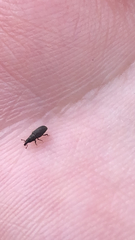 Dryophthorus americanus