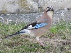 Garrulus glandarius