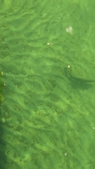 Micropterus dolomieu