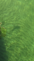 Micropterus dolomieu