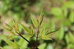 Aruncus dioicus acuminatus