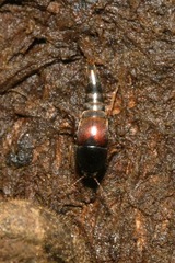 Sepedophilus marshami