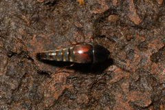 Sepedophilus marshami