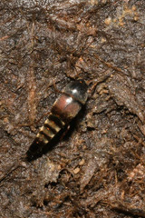 Sepedophilus marshami