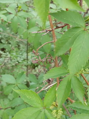 Parthenocissus